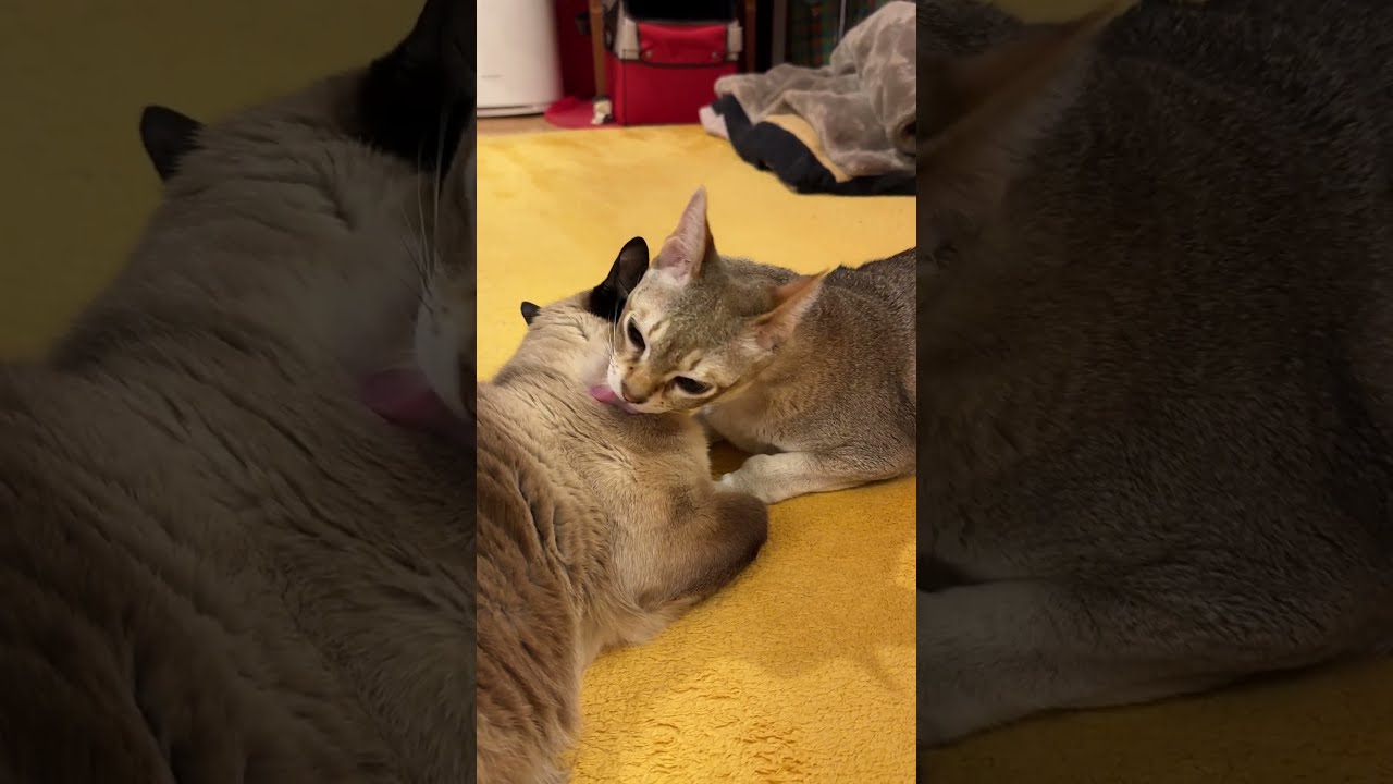 たぬき猫の頭をペロペロ中にコソッと違うところもペロッとするシンガプーラなのにゃ♪#cat #シンガプーラ #トンキニーズ#たぬき猫