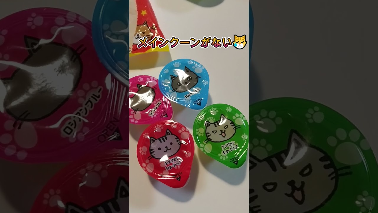 わんにゃんゼリー買ってみた#cat #shorts  #ロシアンブルー#猫#猫のいる暮らし#メインクーン