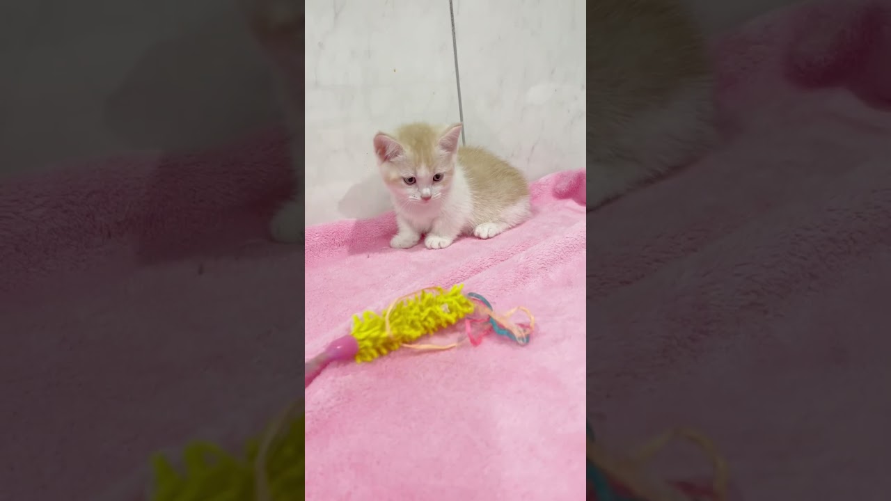 短足マンチカン男の子🩷 【お問合せ詳細は説明欄に記載あります】 #スクーカム #ブリーダー直販 #マンチカン #ミヌエット #ラパーマ #子猫 #子猫販売 #猫 #猫のいる暮らし #猫動画