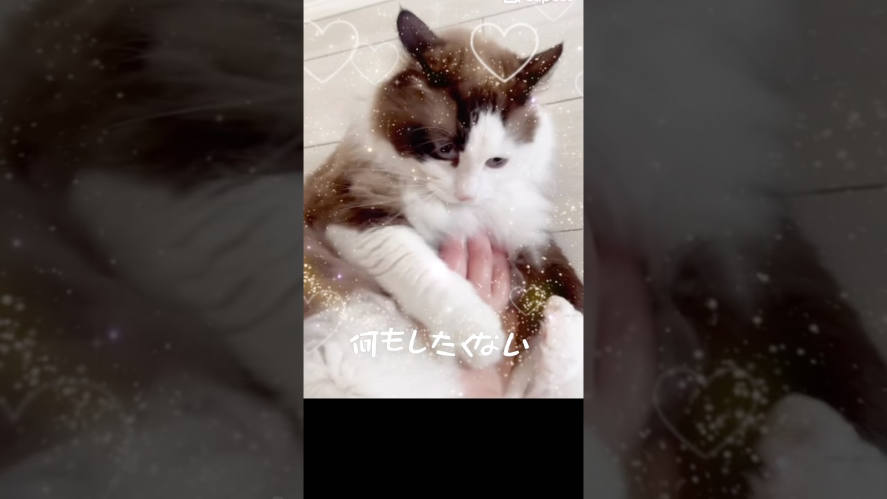 【猫動画】なんもしたくねぇ😈#shorts #猫 #ラグドール #猫のいる暮らし