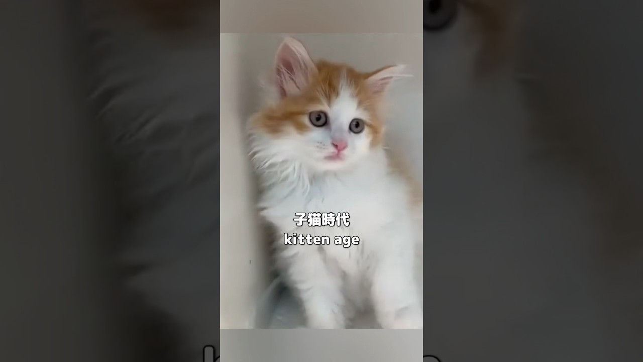 うい姫のbefore & afterを公開🐾#サイベリアン #cat