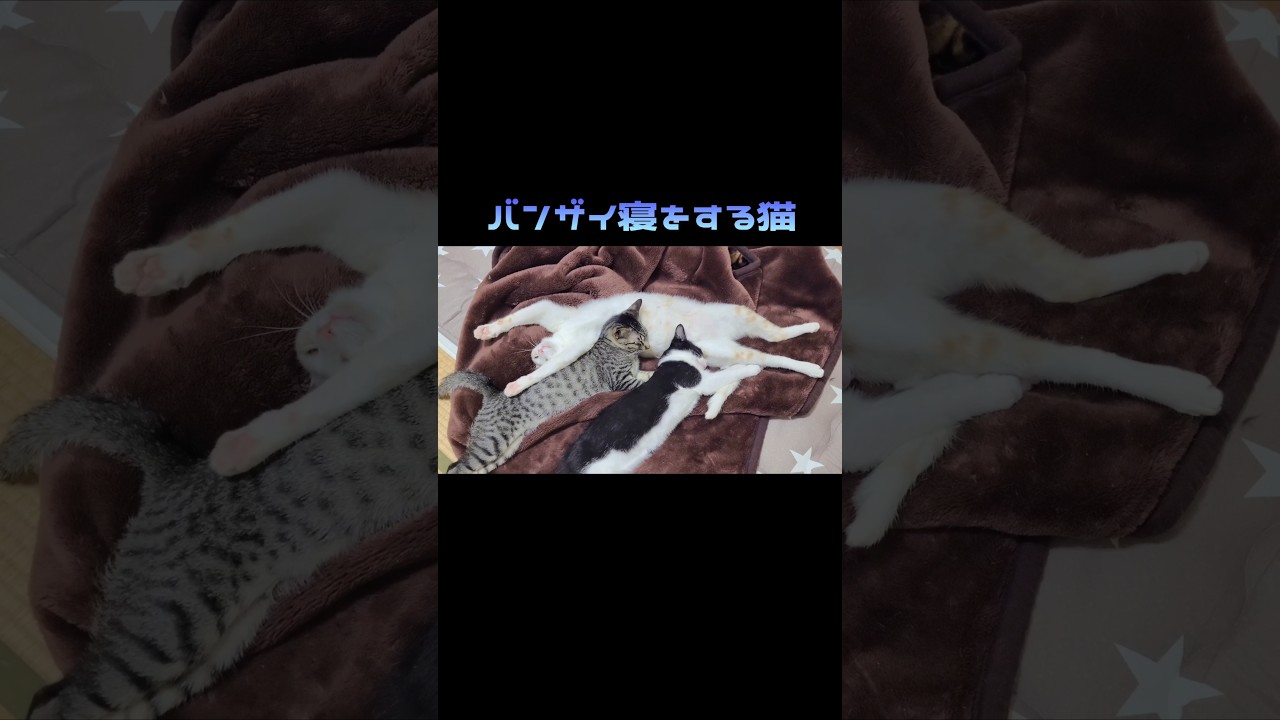 【猫界一】バンザイ寝をする子猫がオッサンすぎる、リラックスしすぎるうちのネコ【rescue cat/kitty】#cat #shorts