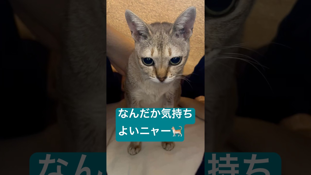 テントの中でルンルンなネコ #singapura #cat #シンガプーラ #猫のいる暮らし