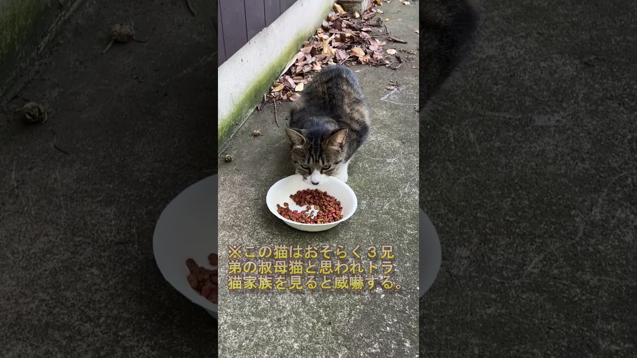 【食事の序列】一斉に食べず…猫たちが“順番待ち”する不思議な光景【オリジナルBGM】#shorts#cat#野良猫