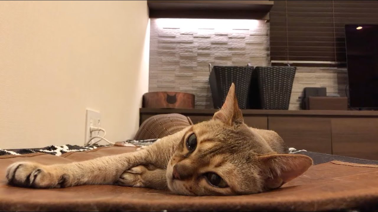 【LIVE : Lei on the hot carpet】呼んだら来る猫レイちゃん | Lei the cat, who comes whenever she is called【シンガプーラ】