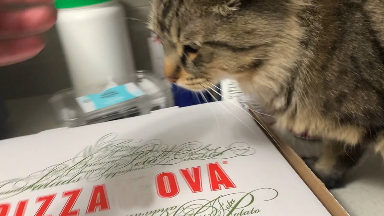 うちの猫は一口食べただけで…鼻を頼りにピザの箱に戻ってしまいました！🍕😹