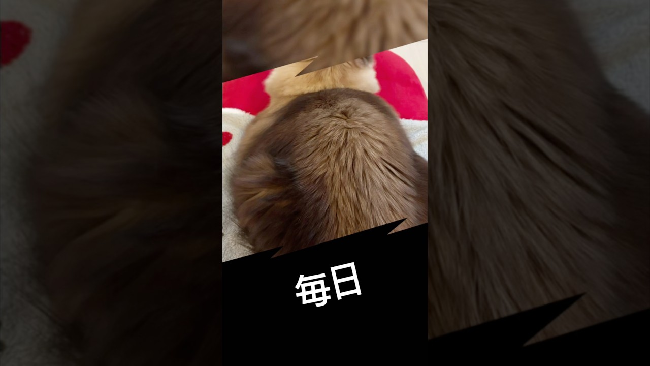 【猫動画】セルライトヨコハバ😈#shorts #猫 #cat #ラグドール #でぶ猫