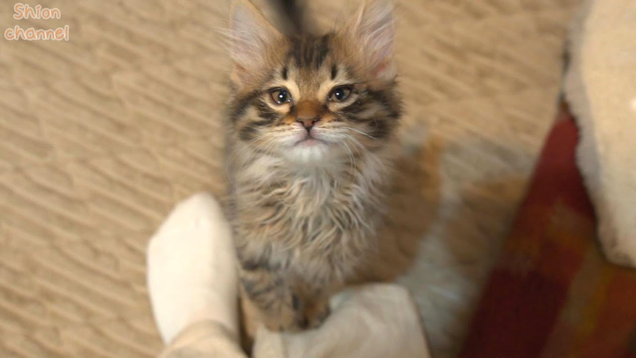 断乳反対！ミルクの回数を減らされて不満たらたらな子猫たち