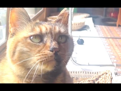 【ねこ日常系】呼ばれたら玄関経由であっちから来る【猫と日本の庭】