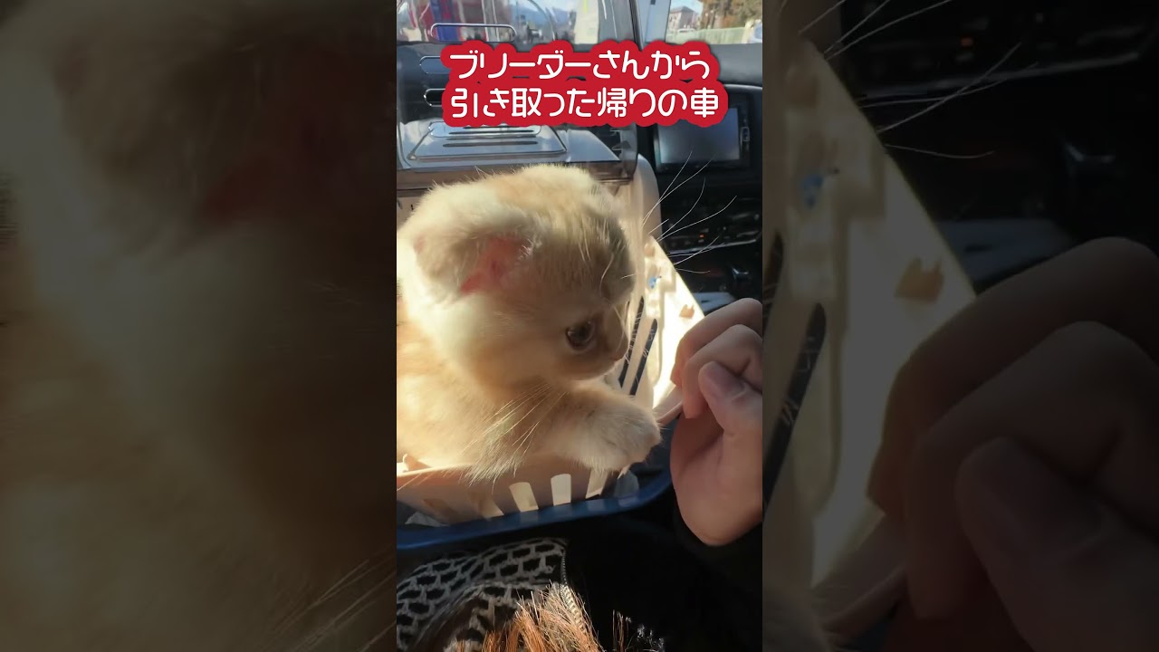 子猫のお迎えの帰り道、、🐱 #子猫 #ねこは #ブリーダー