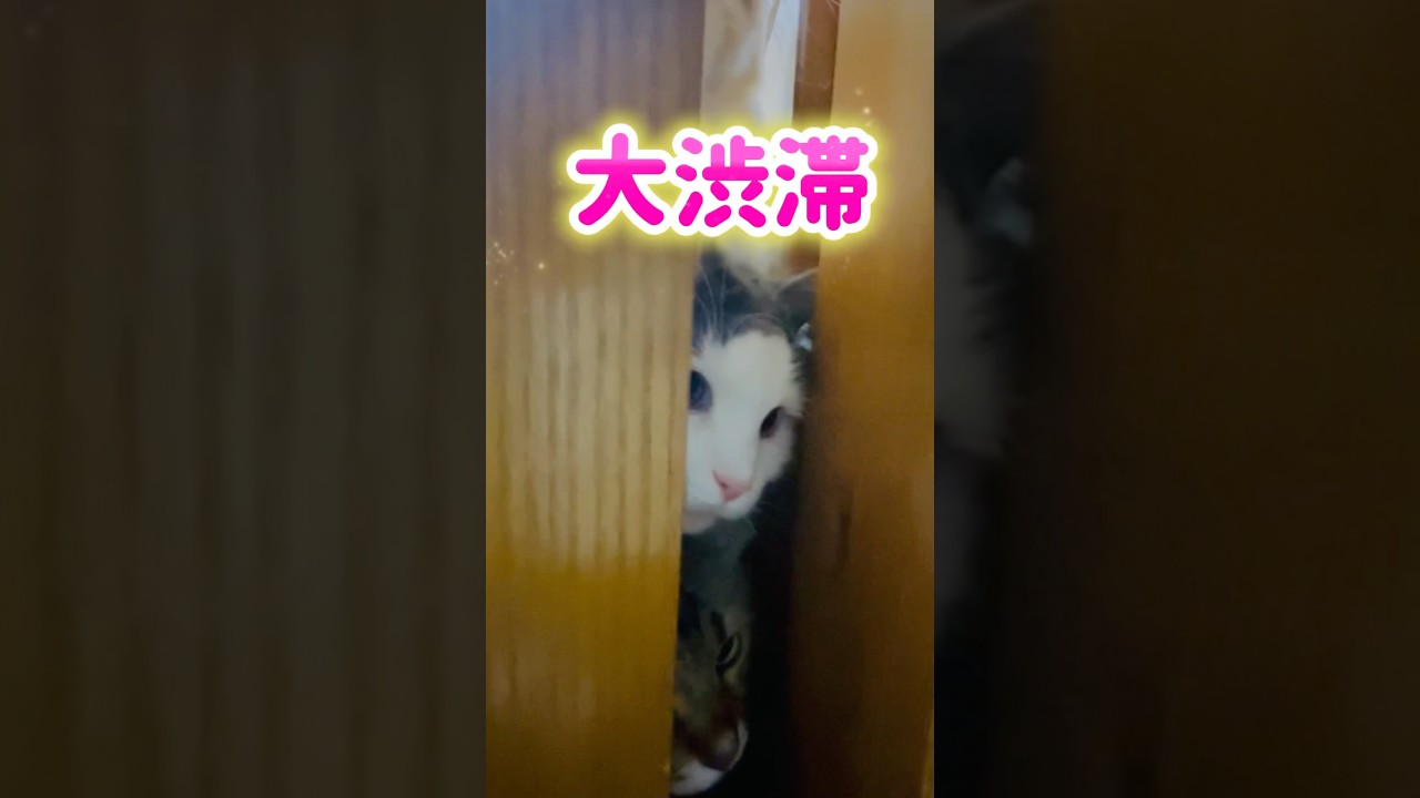 ドビラの向こうは可愛いが大渋滞中#shorts #メインクーン #サイベリアン #ノルウェージャンフォレストキャット