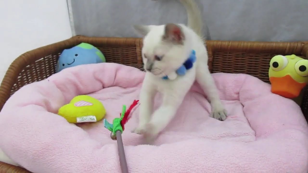〖タピオ店〗トンキニーズ♪男の子♪プラチナミンク♪11/23生まれ♪