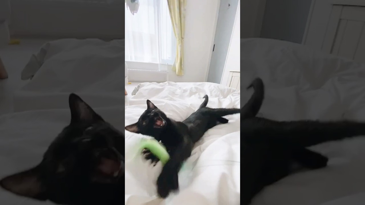 ニャルガクルガ(幼体) #黒猫 #ボンベイ #猫のいる暮らし #ナルガクルガ #モンハンライズ #モンハン #ねこ #cat #bombay #monsterhunter #子猫 #猫