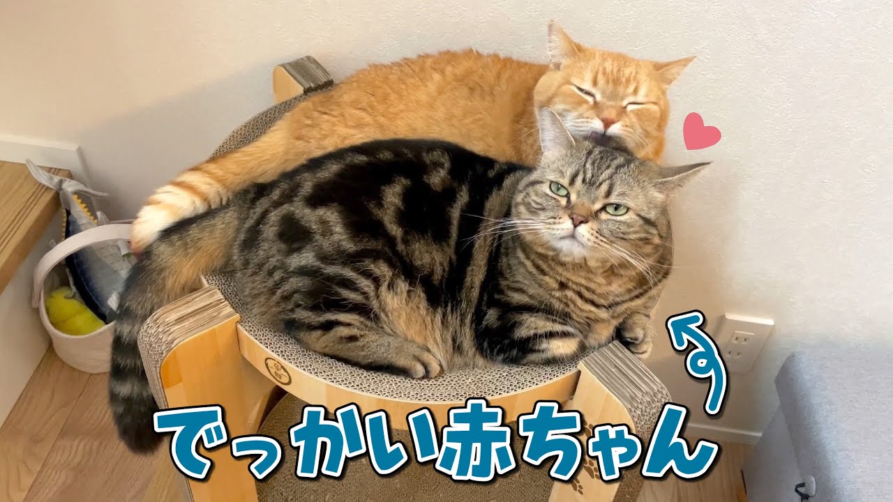 初めて添い寝できたのが嬉しくて子猫みたいに甘える弟猫が可愛すぎる！
