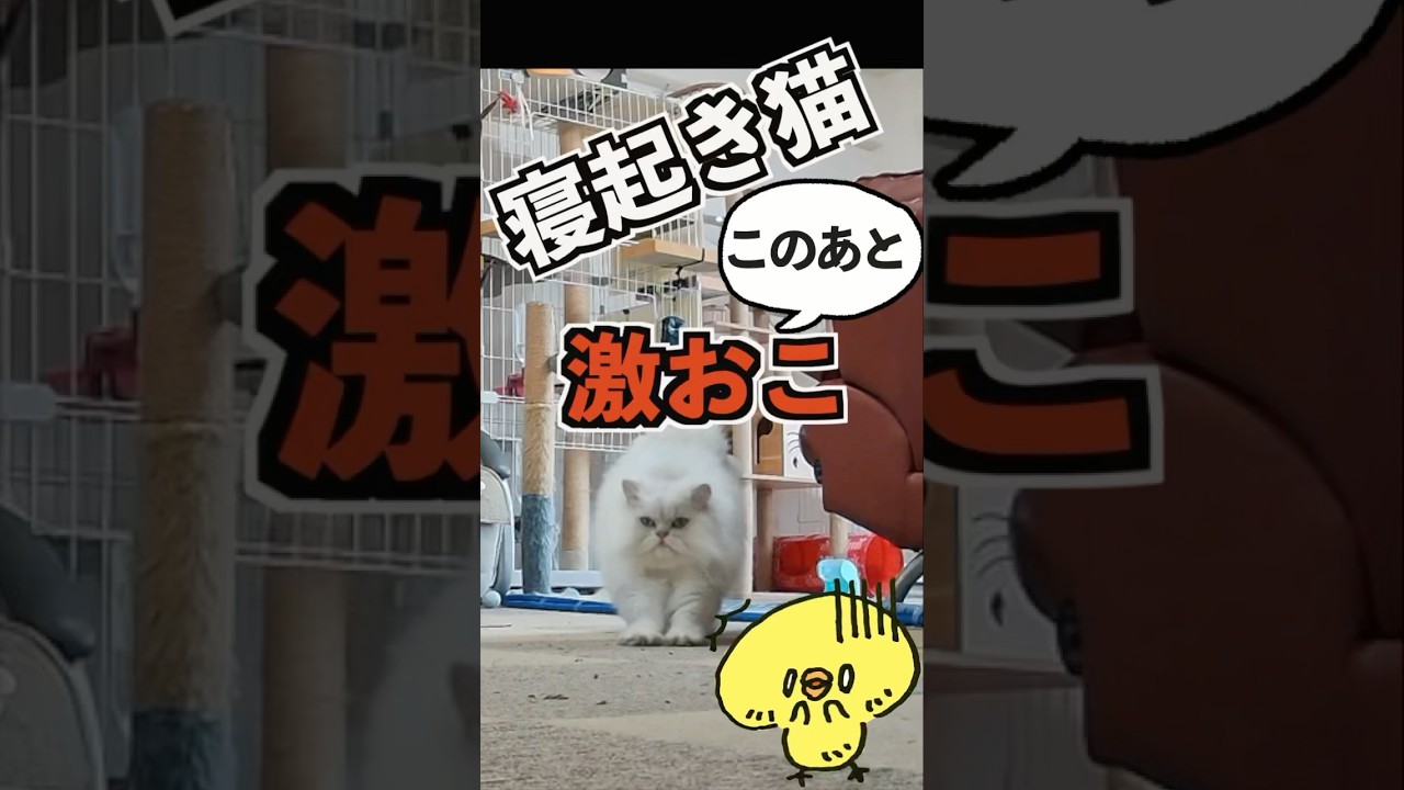 挨拶しただけじゃん！？倍返しニャ#ペルシャ猫 #猫好きさんと繋がりたい #ねこ