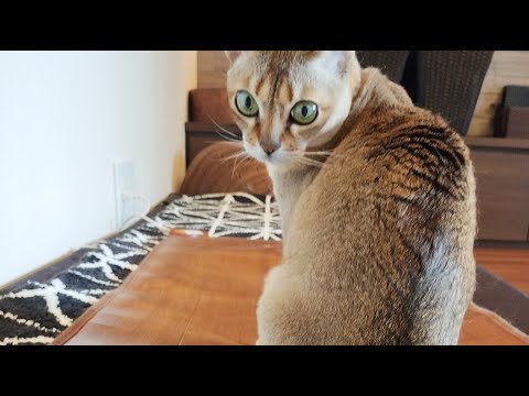 【LIVE 2025.05.28】呼んだら来る猫レイちゃん | Lei the cat, who comes whenever she is called【シンガプーラ】