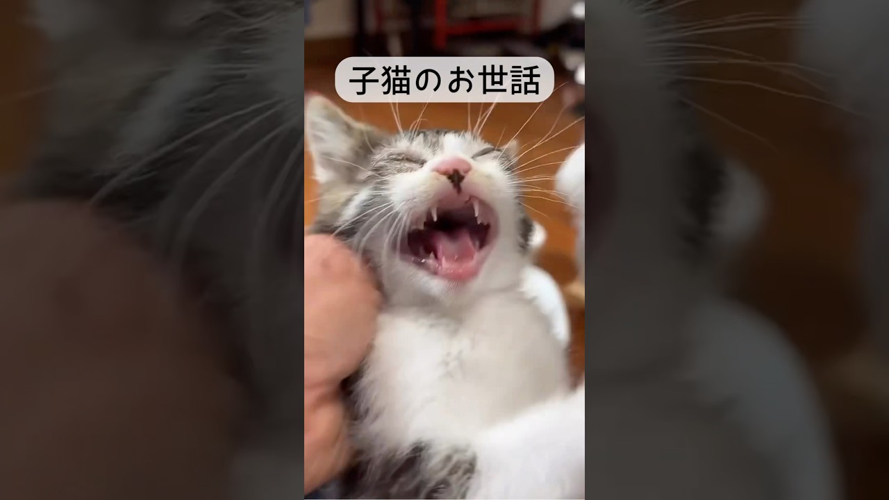 子猫のお世話ルーティーン #子猫 #猫カフェ #kitten #保護猫