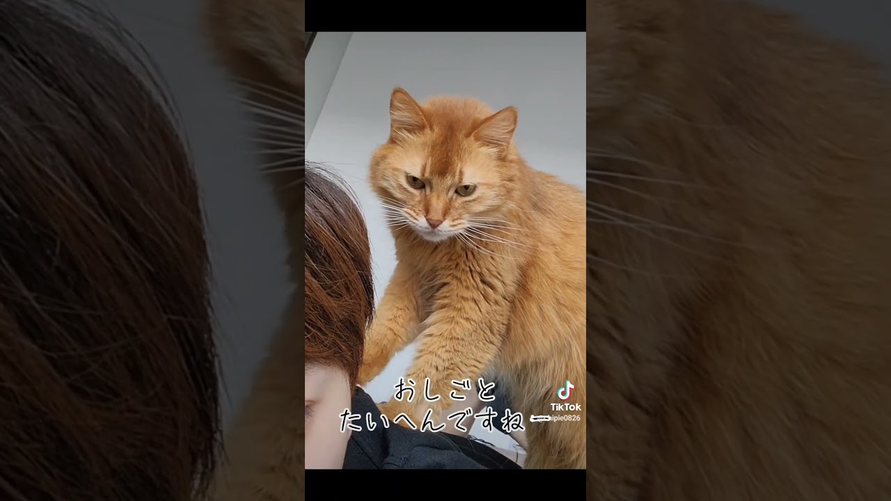ねこのマッサージやさん #ソマリ #キジトラ #保護猫 #しぴこめ #しぴこめしゃんねる #ねこ #腎不全 #腎臓病 #尿路結石 #ソマリレッド #猫の暮らし