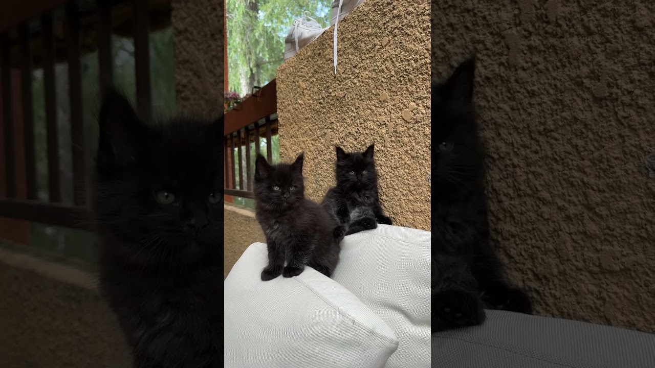 Meet our majestic black beauties — two purebred Maine Coon sisters born on April 11, 2025 #mainecoon