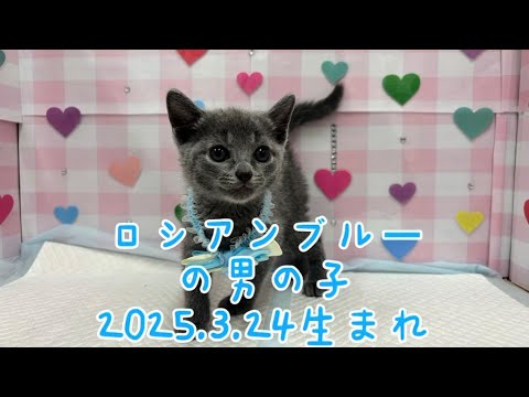 ペットプラザ広島祇園店　ロシアンブルー　2503785