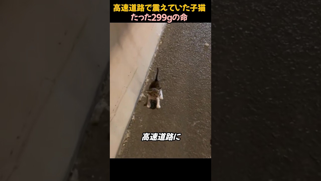 高速道路で震えていた子猫、たった299gの命
