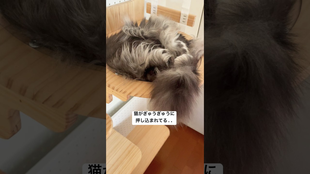 雑に収納された猫#ノルウェージャンフォレストキャット #猫のいる暮らし