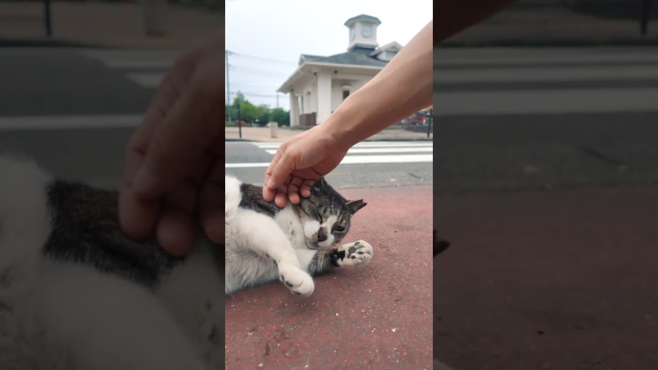 追いかけて来てひとりでご飯を待つ猫