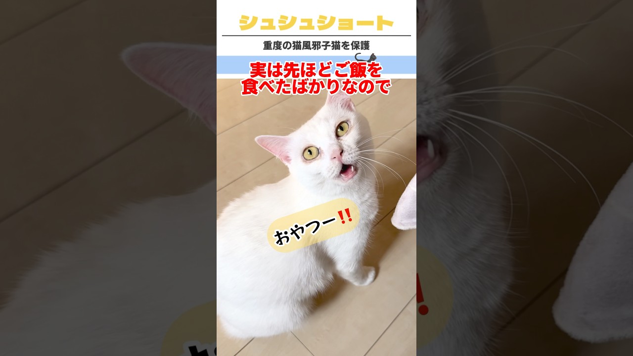 🐈‍⬛おねだり猫　#catshorts
