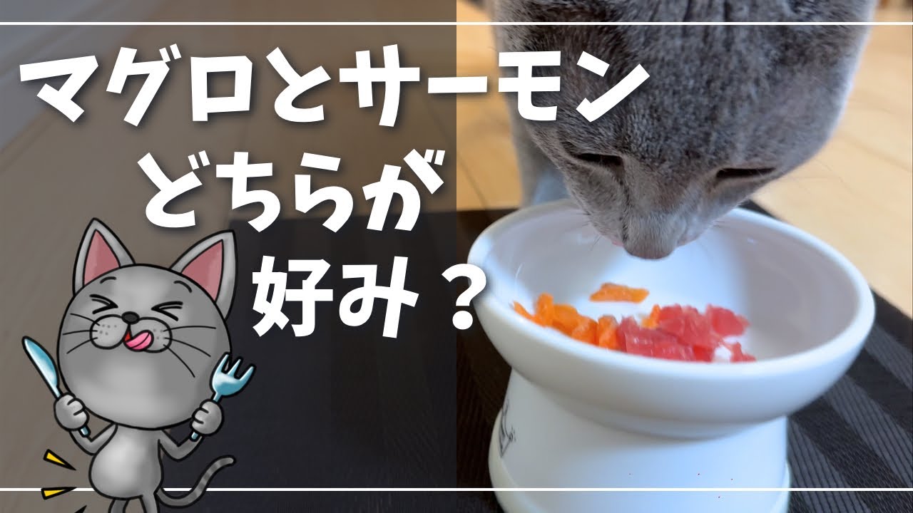何でも食べる食いしんぼ猫で検証してみた【ロシアンブルー】