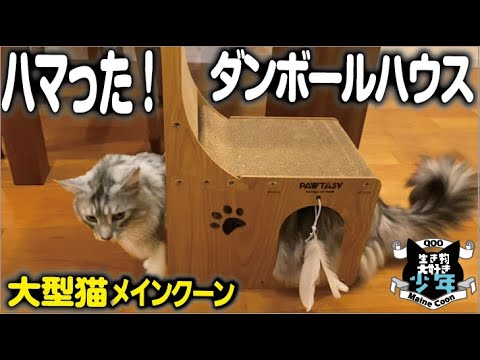 【メインクーン】体が大きすぎてハマった！猫の爪研ぎダンボールハウス/ キャットハウス/隠れ家/組立簡単