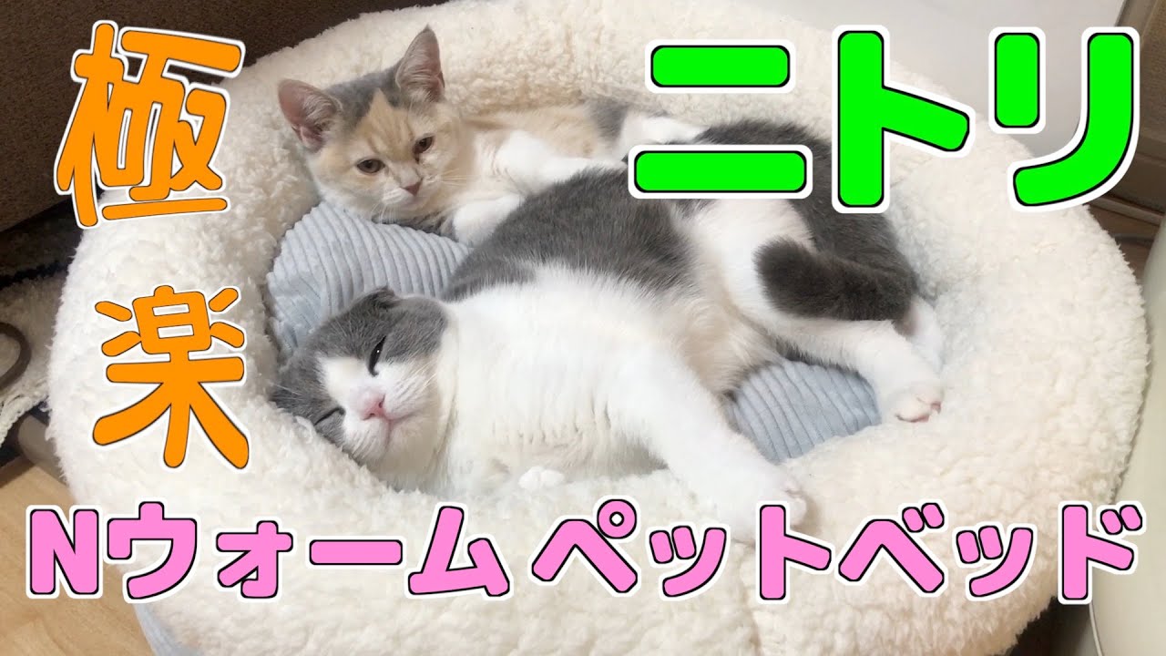【ニトリ】Nウォーム ペットベッドで猫ちゃん極楽┃マンチカン┃スコティッシュフォールド
