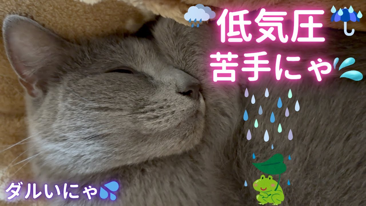 【猫ロシアンブルー】そらちゃん大丈夫？猫ちゃんと低気圧の関係 #russianblue #ロシアンブルー #かわいい猫 #可愛い猫
