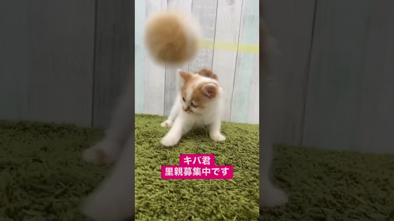 スコティッシュフォールドのキバ君里親募集中です✨