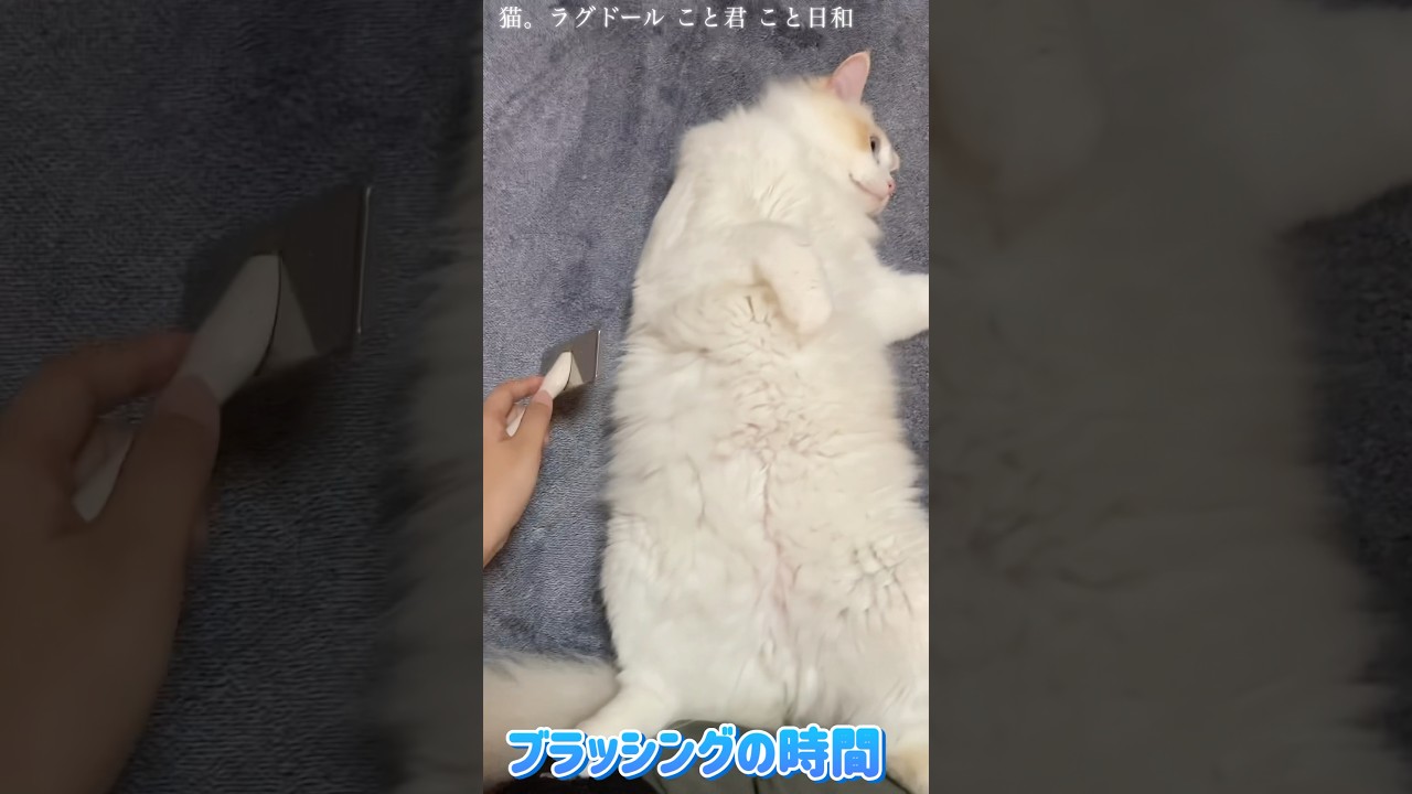 猫。ブラッシングの時間#shorts