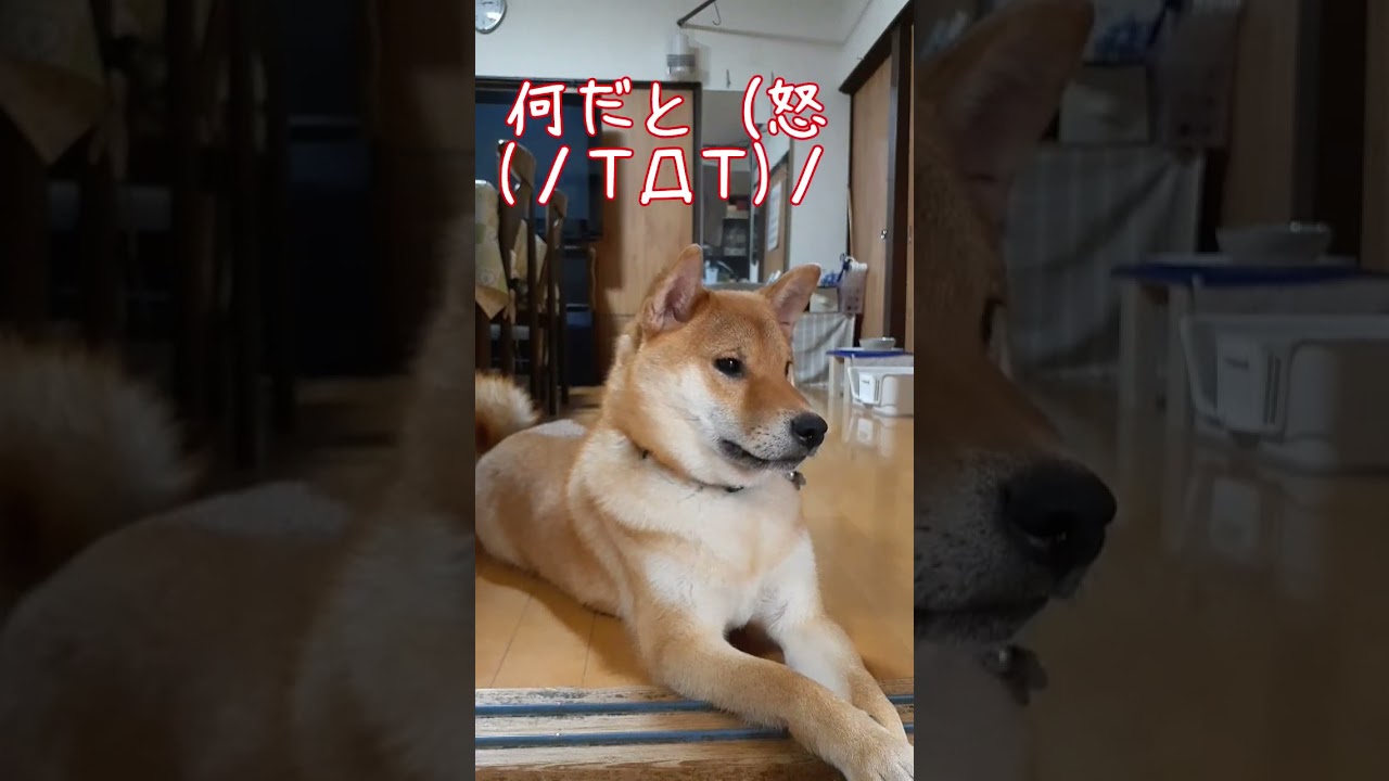 我が家のスフィンクス #柴犬 #shiba  #shibainu