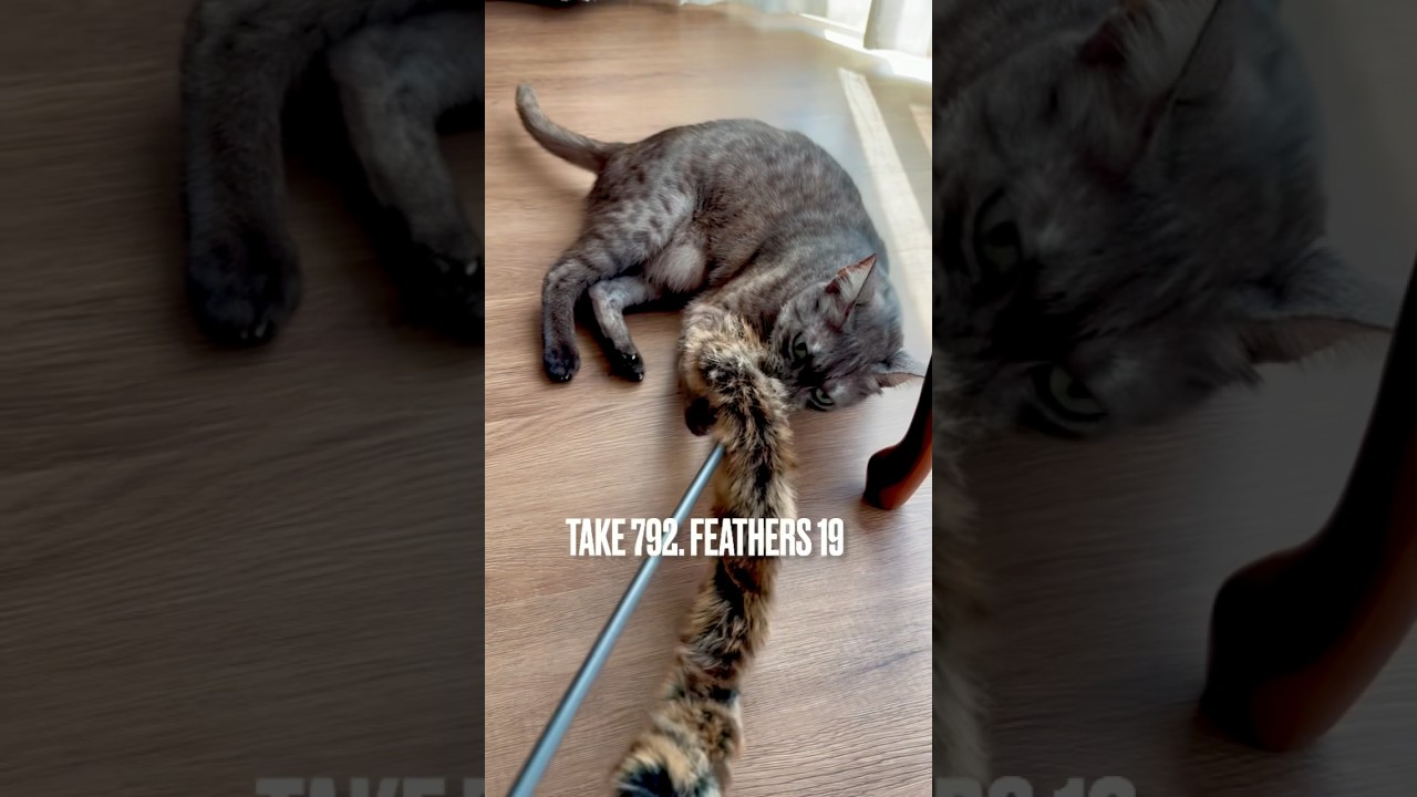 #見てにゃ❗️#獲物ゲット にゃ❗️#褒めて にゃ‼️#猫じゃらし #猫鳴き声 #おしゃべりねこ #egyptianmaucat #エジプシャンマウ #エジプシャンマウの仲間たち #shorts