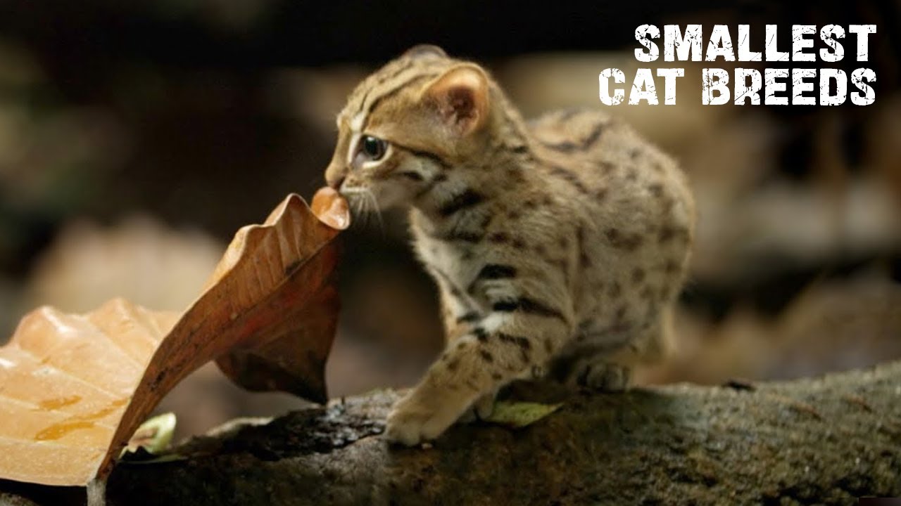 TOP 10 SMALLEST CAT BREEDS IN THE WORLD