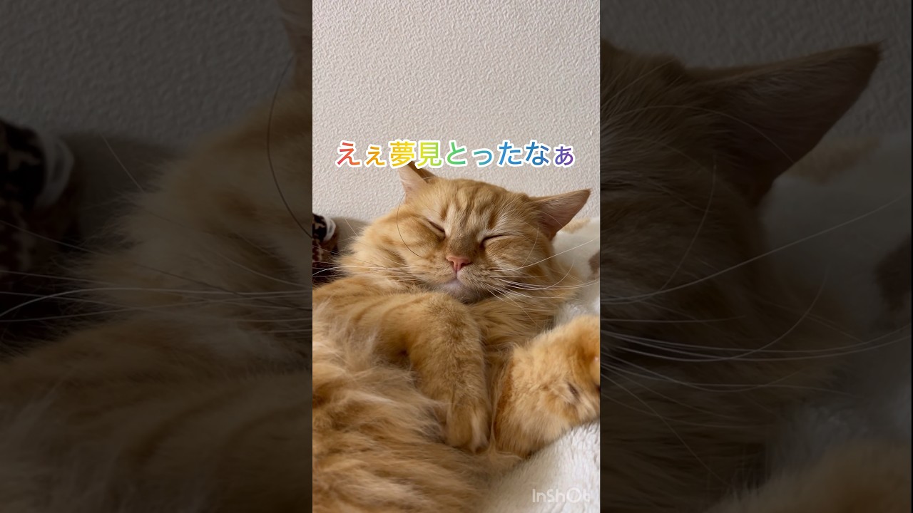 二度寝する猫#short#cat#ショート#猫アフレコ#ラガマフィン