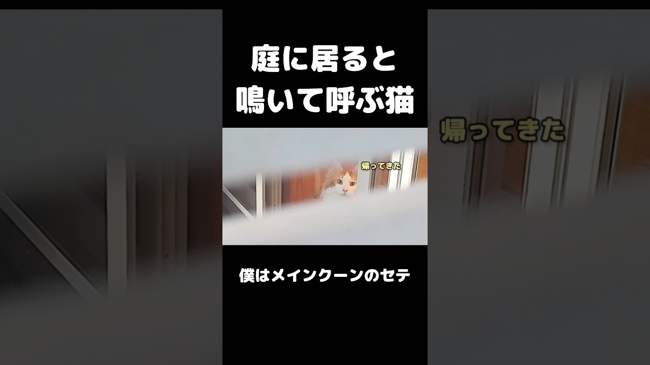 猫に呼ばれる幸せ😚 #猫のいる暮らし #猫 #メインクーン