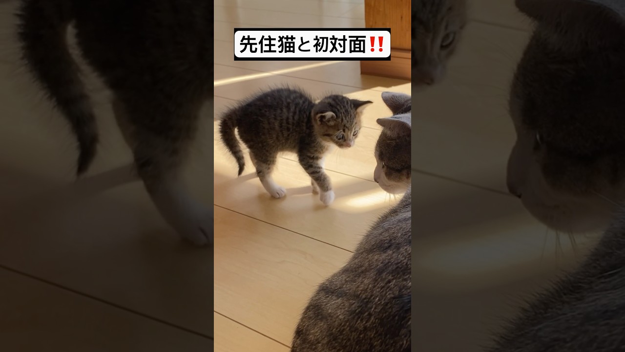 ［保護猫］先住猫と初対面‼️毛が逆立つ‼️ #cat  #子猫  #猫好きさんと繋がりたい