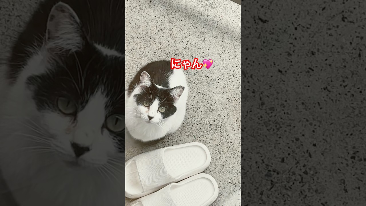 #ねこ#japan#shorts#野良猫#かわいい猫#癒し#ねこ動画#猫動画#猫のいる暮らし#白黒猫#猫