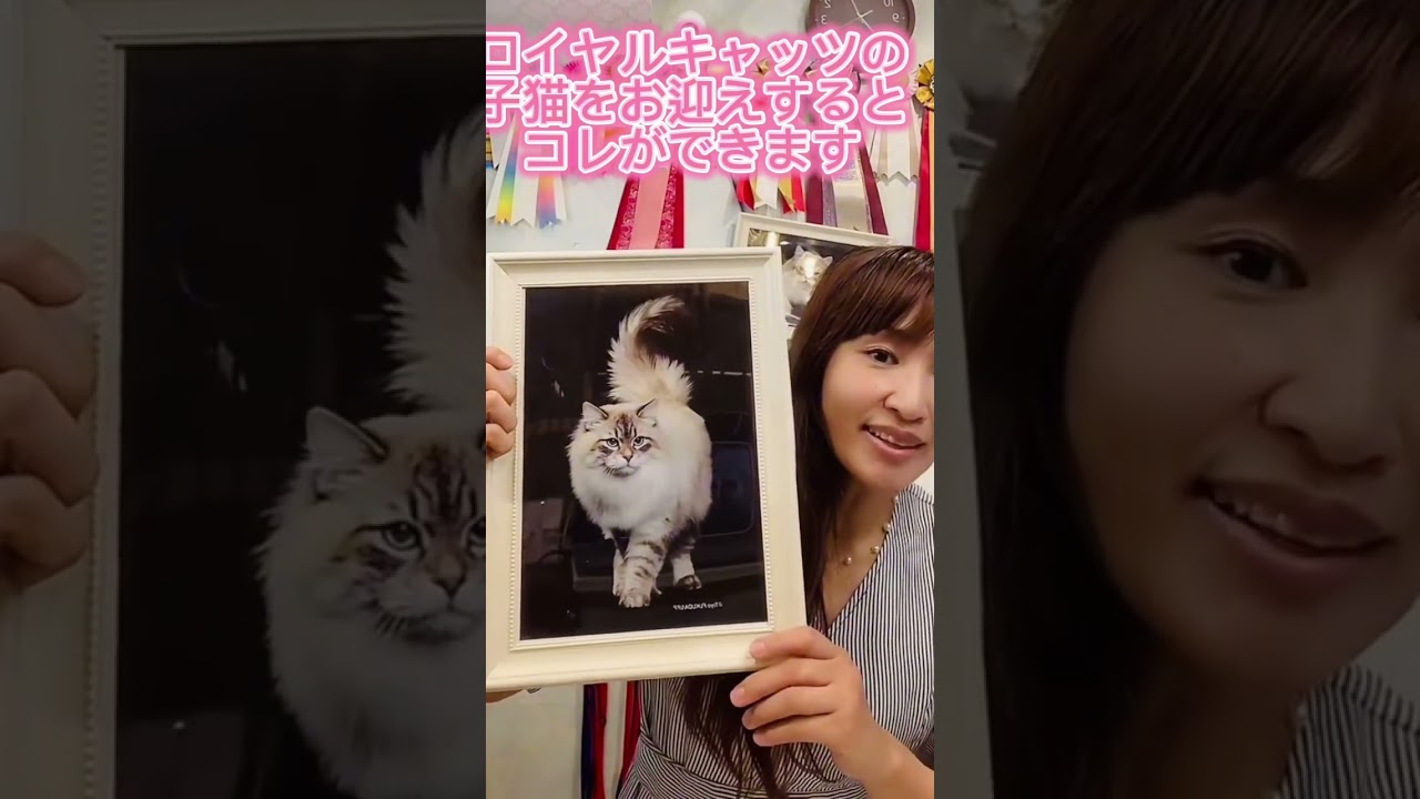 #サイベリアン 専門店・ロイヤルキャッツから#子猫 をお迎えされると、こんな凄い事ができます💖抱っこができる血統の子をお迎えできるので安心です　#ペットショップ