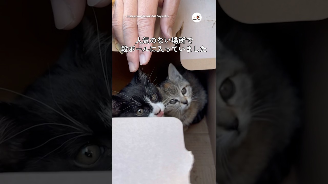 ツーリング中に出会った子猫｜PECO #shorts