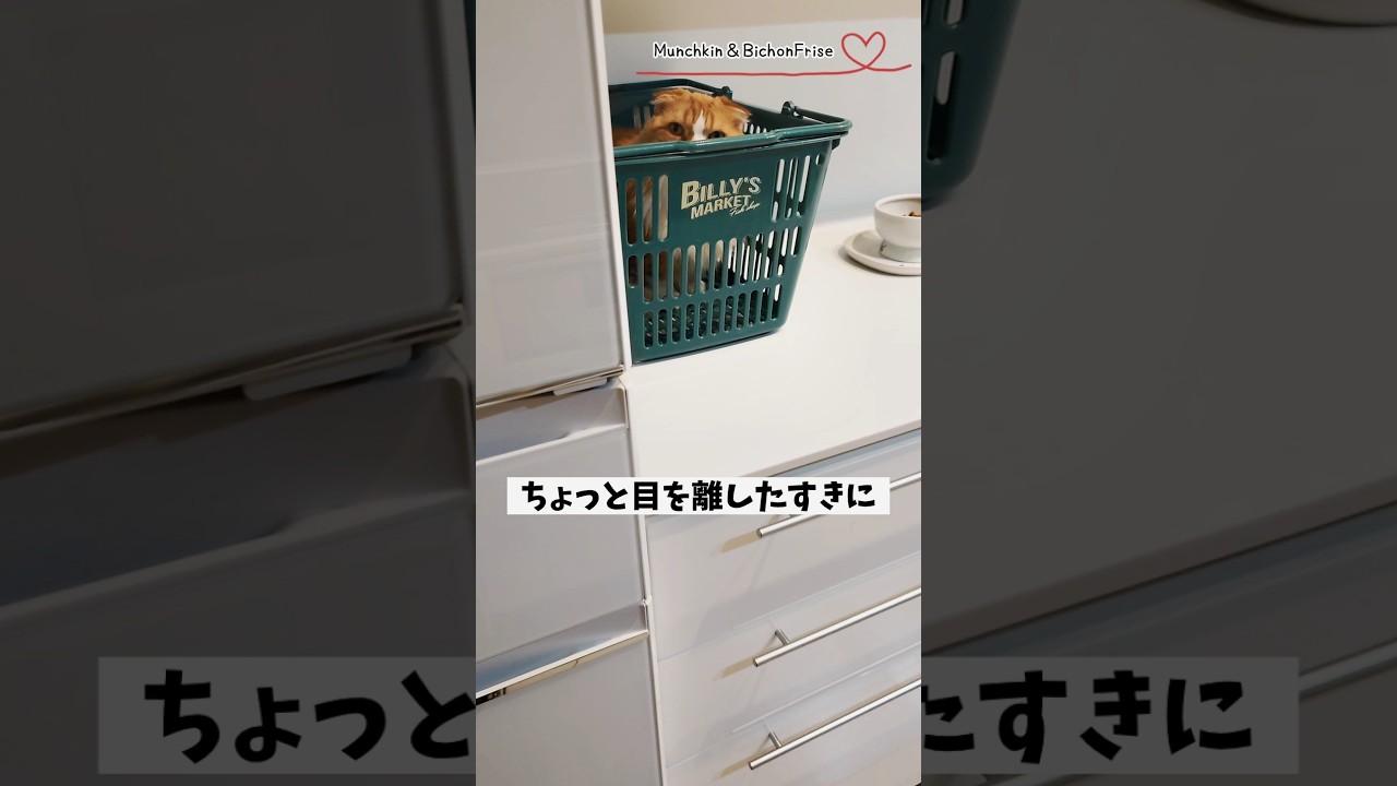 【マンチカン】ちょっと油断するとこうなります 【犬と猫、両方飼ってると毎日かわいい♥】