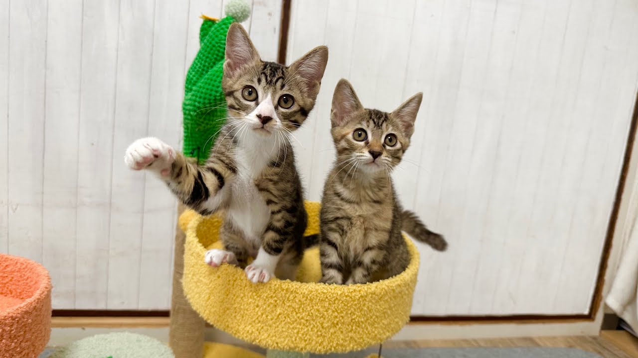 里親さまの元へ旅立つ子猫  ママと過ごす最後の時間【ラプ保護物語】Kittens leaving for their foster homes