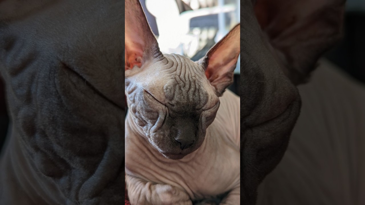 誰よりも賢い猫種トップ5