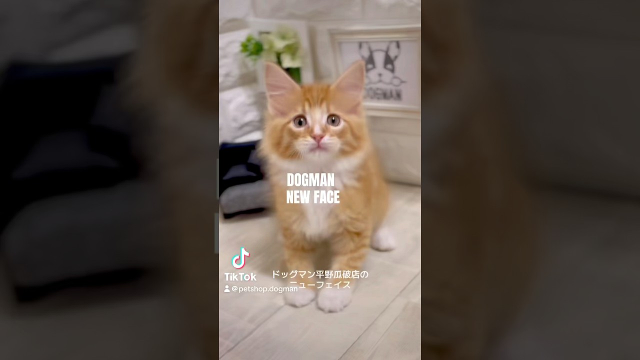 可愛いメインクーンの子猫#shorts