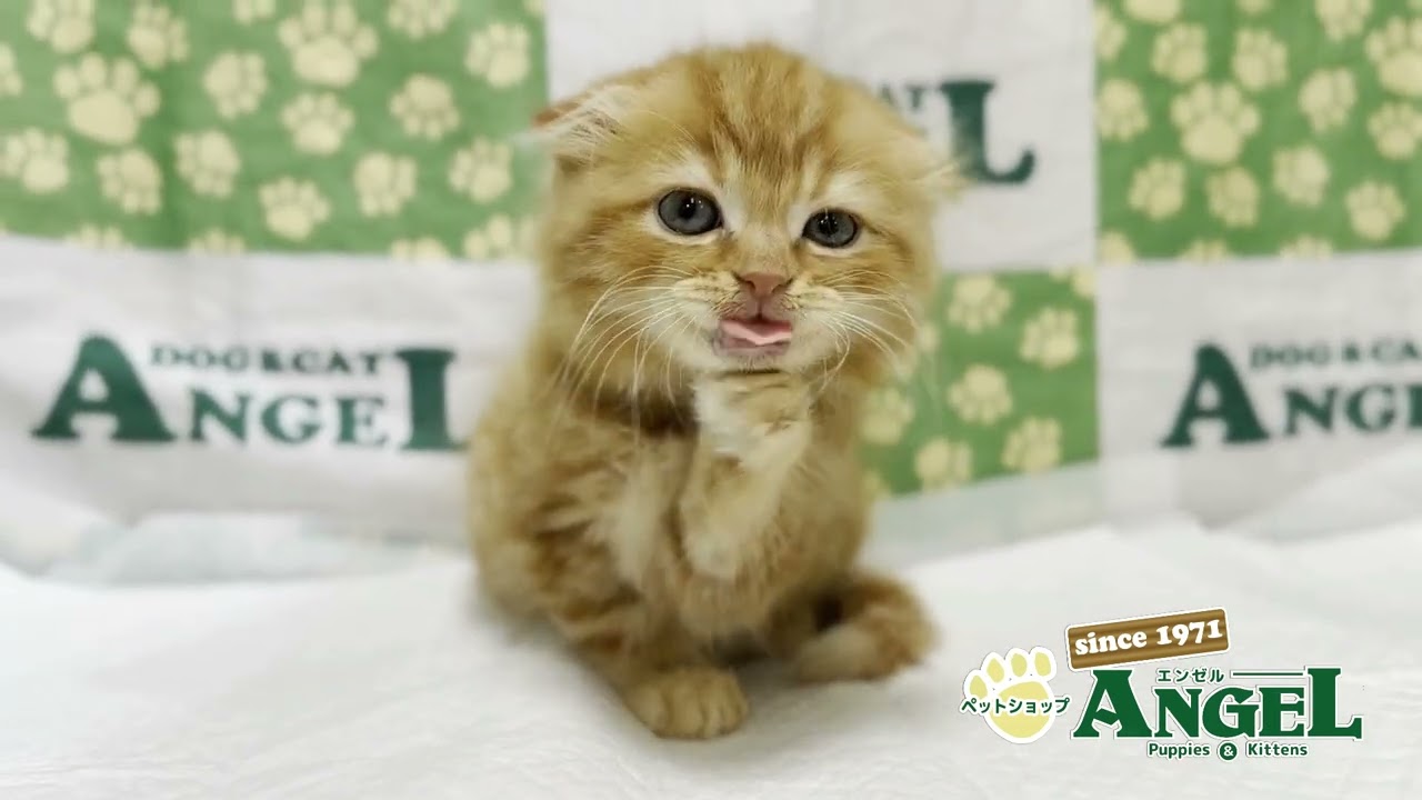 スコティッシュフォールド 2505204 【ペットショップエンゼル　子犬・子猫販売】