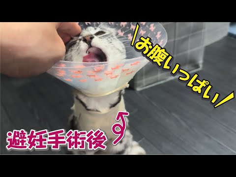 エリザベスカラーでもご飯が食べられる!? 猫の器用すぎる食事風景