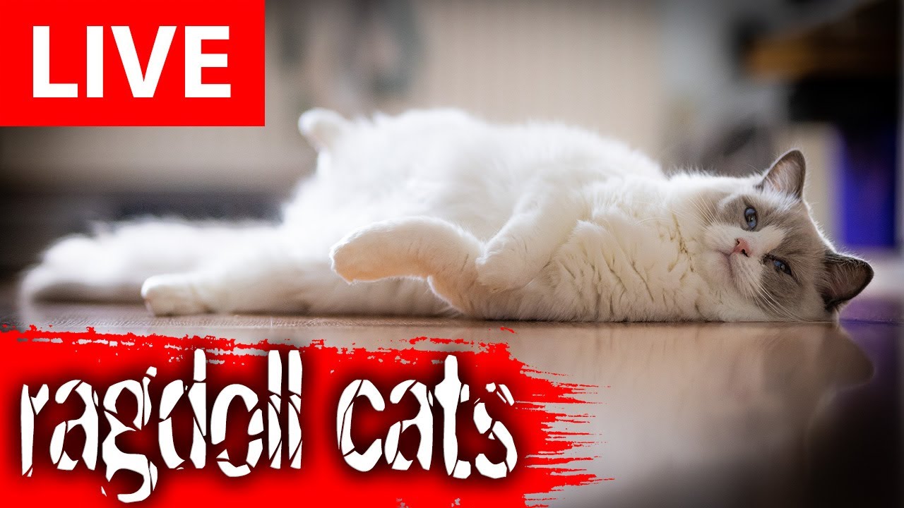 Cute Cats LIVE #cats #kittens #live #ragdolls